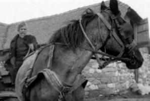 Prizor iz filma Torinski konj